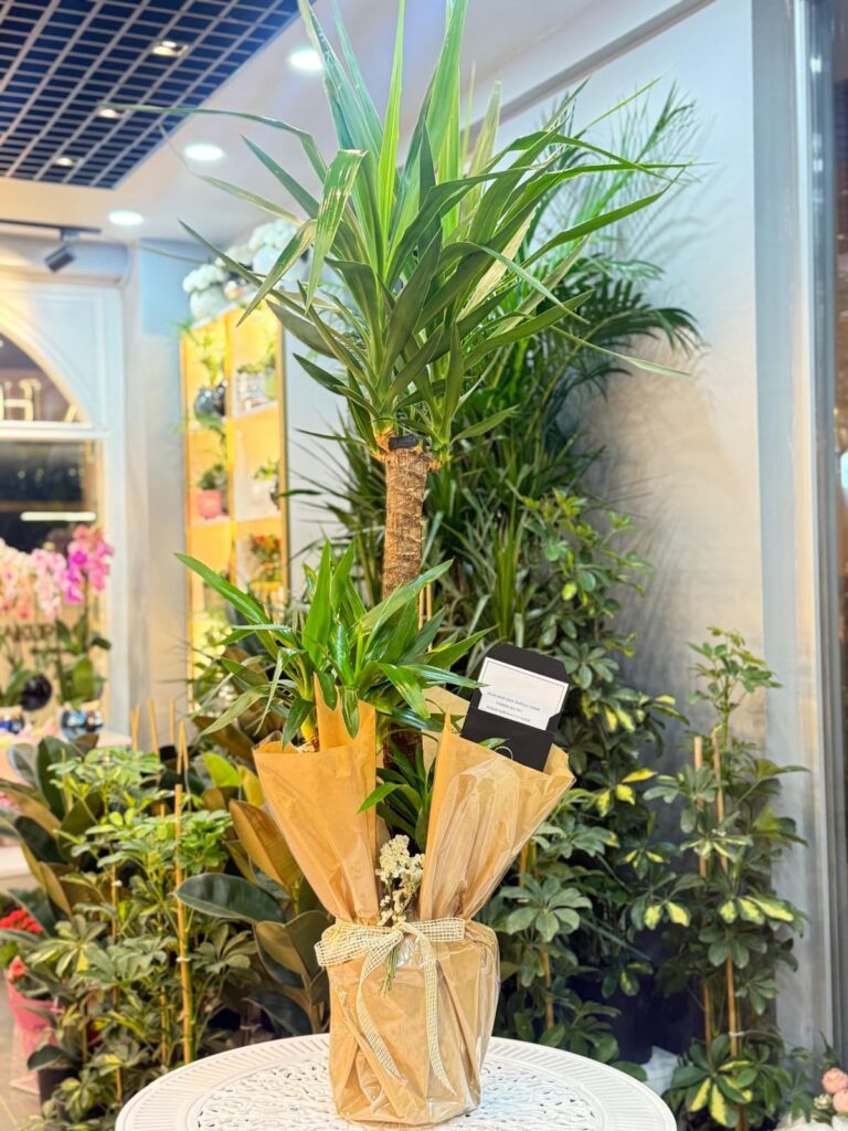 Düzce Çiçekçi Sakura Çiçek