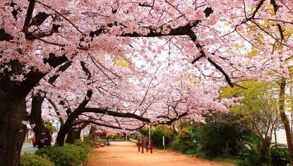 düzce sakura çiçek, düzce çiçekçi